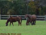 Grazing Horses, Clinton, Massachusetts