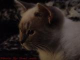 Young Sylvia, Fascinated Kitten, Lynn, Massachusetts