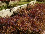 Purple Sage in Autumn Afternoon Sun, Dorchester, Mass.