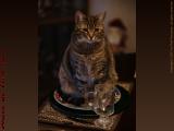 What's For Dinner? I've Got My Place At The Table...
