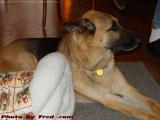 Shadow With a Christmas Present, Groveland, New York