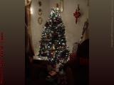 Early Morning Christmas Tree Corner, Lynn, Massachusetts