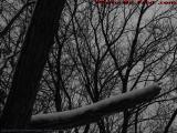 Winter Branch Study, Memories of Other Weather, Groveland