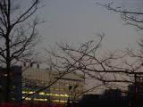 Bare Trees With Urban Landscape, Fenway, Boston, Mass.
