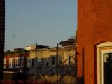 First Morning Sunlight With Gull, East Boston, Mass/
