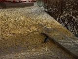 Chickadee Picking At Spilled Bird Seed, Groveland, NY
