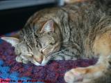 Birthday Girl Sleeping Pretty, Penny 3 Years Old, Lynn
