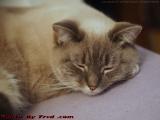Silly Snoozing On A Box, Dell Court, Lynn, Mass.