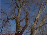 Winter Willow Branches on Clear Blue Sky, Groveland, NY