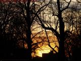 Sunset Glow Through Marlborough Street Trees, Boston
