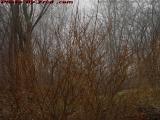 Forsythia And Morning Fog, Dell Court, Lynn, Massachusetts