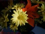 Late Winter Daisy Soaking Up Sun, Lynn, Massachusetts