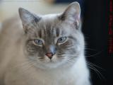 Silly In Portrait, Dell Court, Lynn, Massachusetts