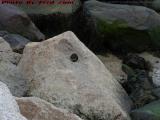 Holy Rock, Batman! What's Up With That? Gloucester, Mass.