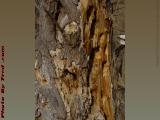 Woodpecker Feeding Ground, Groveland, New York