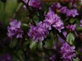 Purple Azaleas, MWRA Water Works, Saugus, Massachusetts