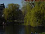 Early Spring Willows and Swan Boats, Boston Public Garden