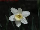 White Daffodil at Spud's Restaurant, Saugus, Massachusetts