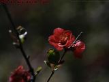 Flowering Quince, Groveland, New York