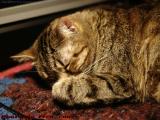 Nap Time Once Again, Penny, Lynn, Massachusetts