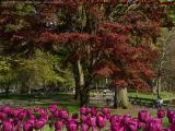 Perspective of Tulips, Spring Leaves, Boston Public Garden
