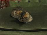 Goldie (Penny) Finding Her Throne, Medford, Massachusetts