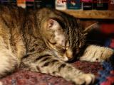 Penny Totally Relaxed On My Desk, Lynn, Massachusetts