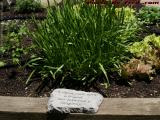 Pleasant Message in Bob's Garden, Dorchester, Mass.