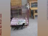 Penny Fishing For Kittens, Medford, Massachusetts