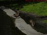 Mom and Ducklings, Tired Edge Stones, Boston Public Garden