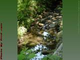 Urban Brook With Reflections, Arlington, Massachusetts