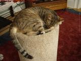 Penny Still Believes The Perch Is Big Enough, Lynn, Mass.