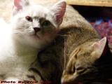 Sylvia & Penny As Nap Time Settles In, Lynn, Massacusetts