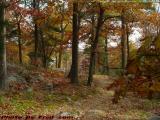 Foliage Path Under Cloudy Skies, Lynn Woods Reservation
