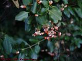 Back Yard Berries, Dell Court, Lynn, Massachusetts