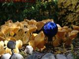 Autumn Flower Garden at the Blue Ball, Dorchester, Mass.