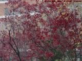 Bright Leaves Under a Dreary Sky, Cambridgeside Place