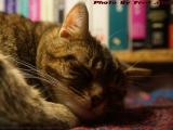The Tiger Sleeps Tonight, Penny Relaxed, Lynn, Mass.