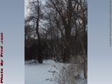 Winter Perspective With Thistle, Groveland, New York