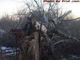 Broken Tree in Dusk Perspective, Macdonald Park, Medford