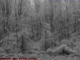 Ice Rimed Woods in Grey, Groveland, New York