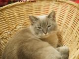 Silly, Laundry Basket Denizen, Dell Court, Lynn