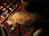 This Is Relaxed? Sleeping Penny, Lynn, Massachusetts
