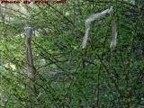 A Snake's Stockings, Left To Dry, Groveland, New York