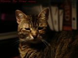 Mysterious Penny, Lynn, Massachusetts