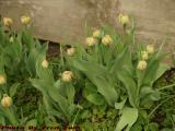 Spring Ready to Explode Into Bloom, Dorchester, Mass.
