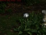 Alien Spaceship Hiding Behind The Tulips, Dorchester