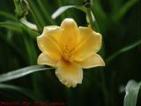 Yellow Lily, Pollen Study, Summer Street, South Boston