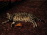 Penny Sleeping With a Toy, Dell Court, Lynn, Mass.