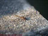 Dragonfly Paused on the Patio, Dell Court, Lynn, Mass.